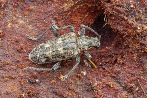 Réf. 222 961 : Rhagium inquisitor
